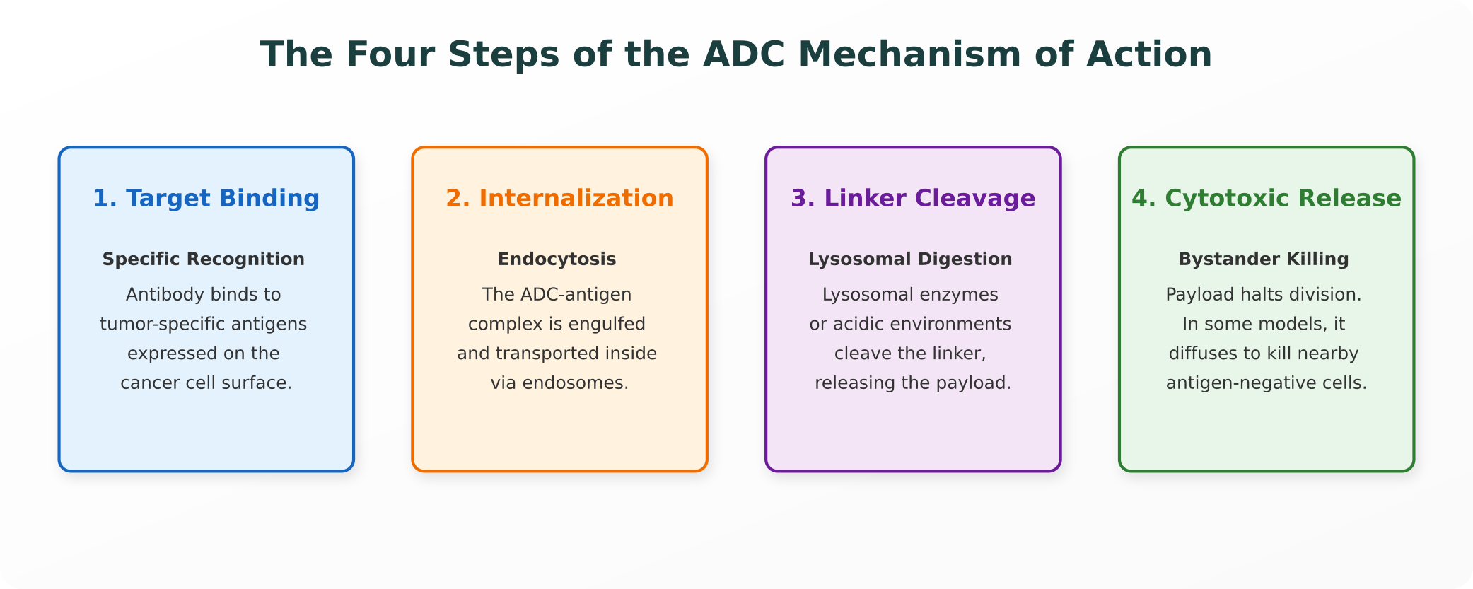 The Four Steps of the ADC Mechanism of Action