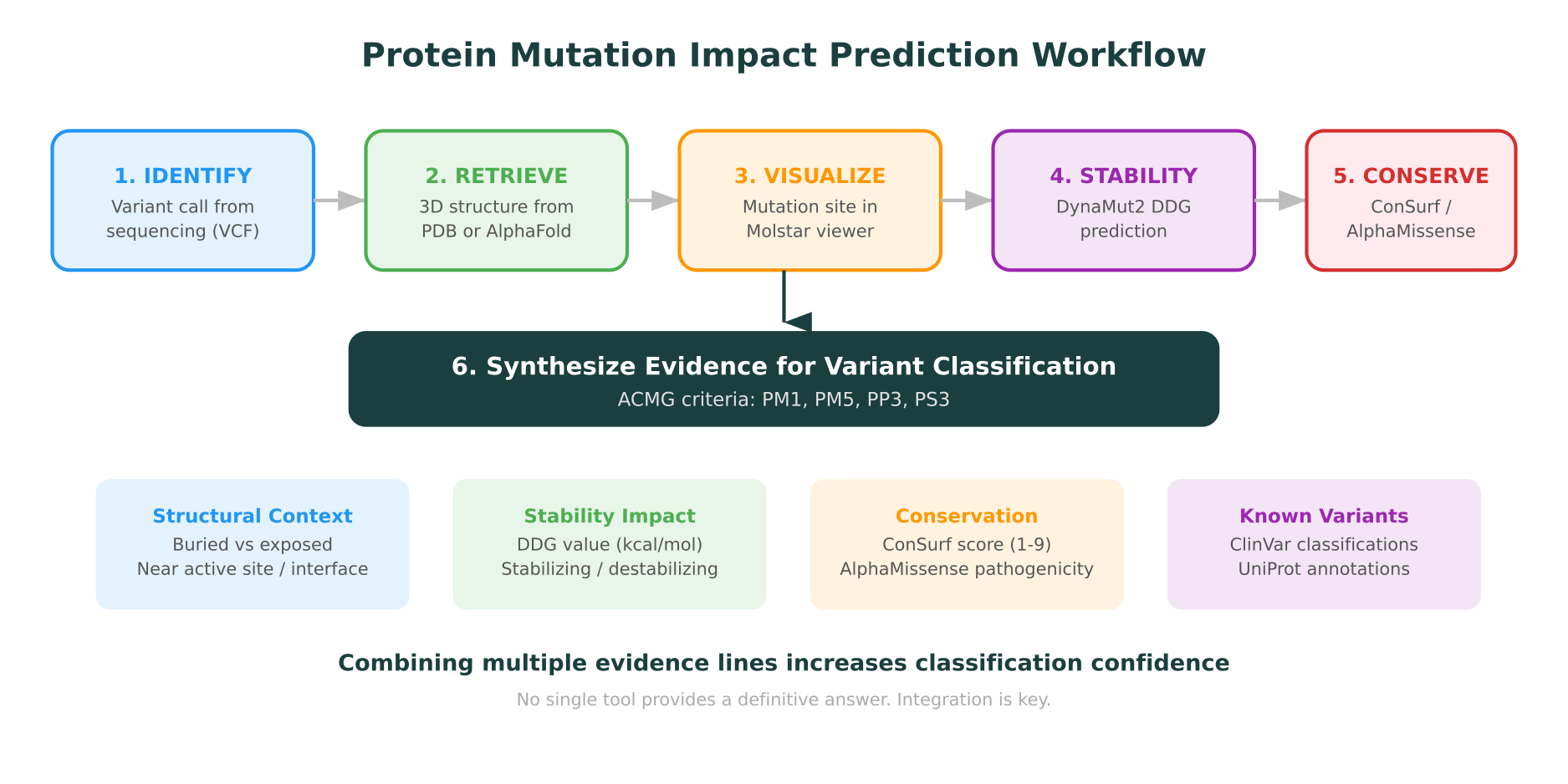 Protein mutation impact prediction workflow: from variant identification through structure retrieval, visualization, stability analysis, conservation scoring, and functional assessment